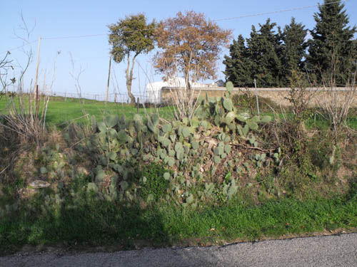 Opuntia ficus-indica (L.) Mill.